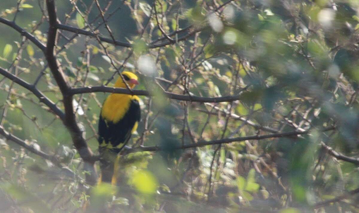 Image of Indian Golden Oriole