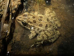 Image of Plains Leopard Frog