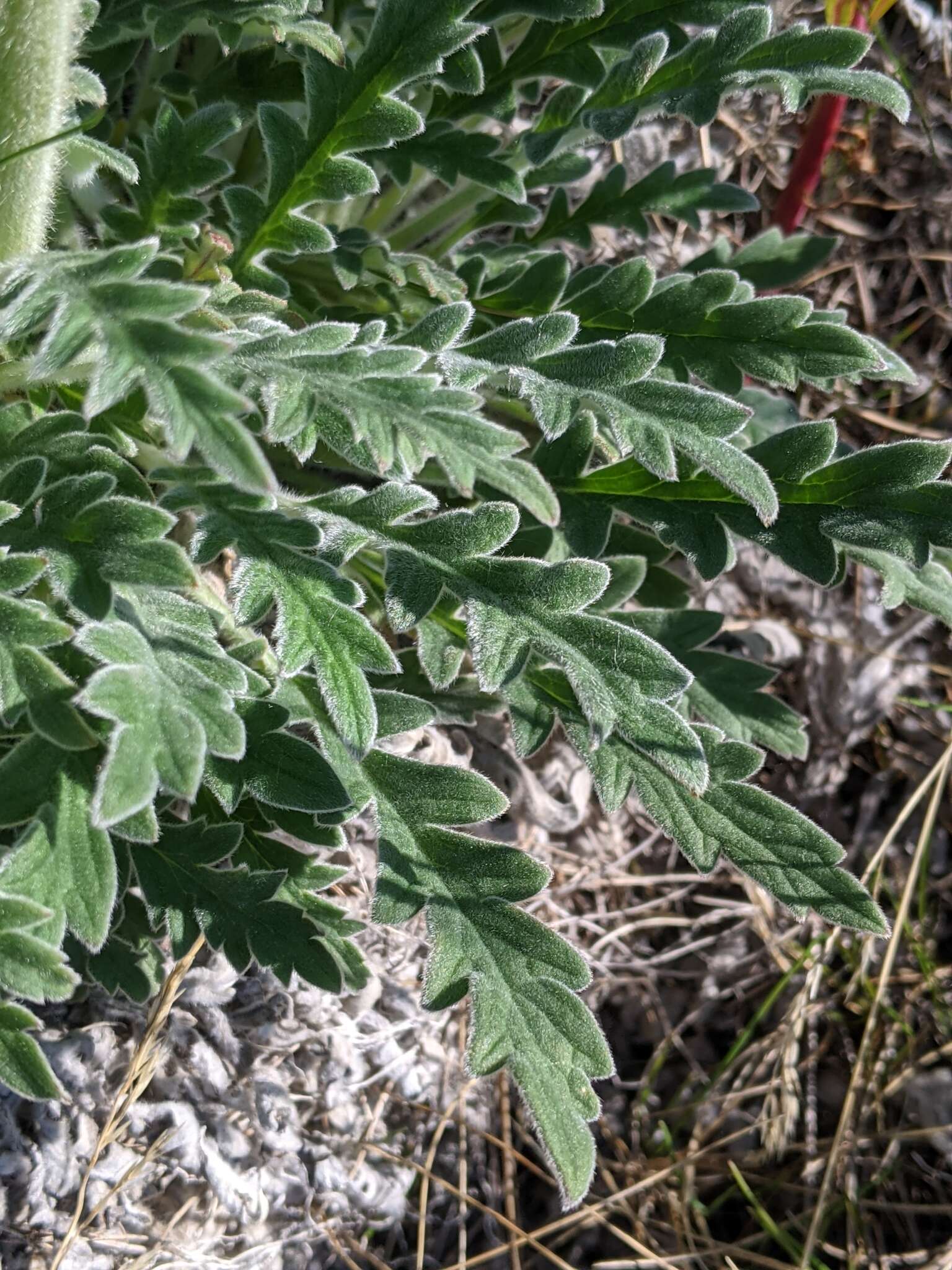 Image of soft phacelia