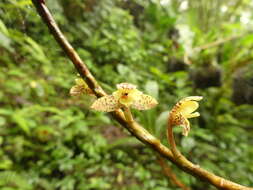 Imagem de Maxillaria pardalina Garay