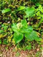 Image of Valeriana lapathifolia Vahl