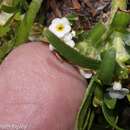Image of Plagiobothrys humilis (Ruiz & Pav.) I. M. Johnst.