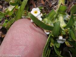 Image of Plagiobothrys humilis (Ruiz & Pav.) I. M. Johnst.