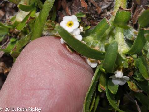 Imagem de Plagiobothrys humilis (Ruiz & Pav.) I. M. Johnst.