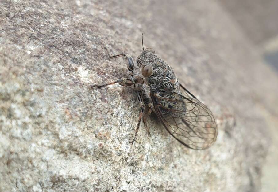 Image of clay bank cicada