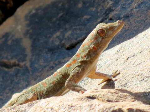 Image of Boulton’s Namib Day Gecko