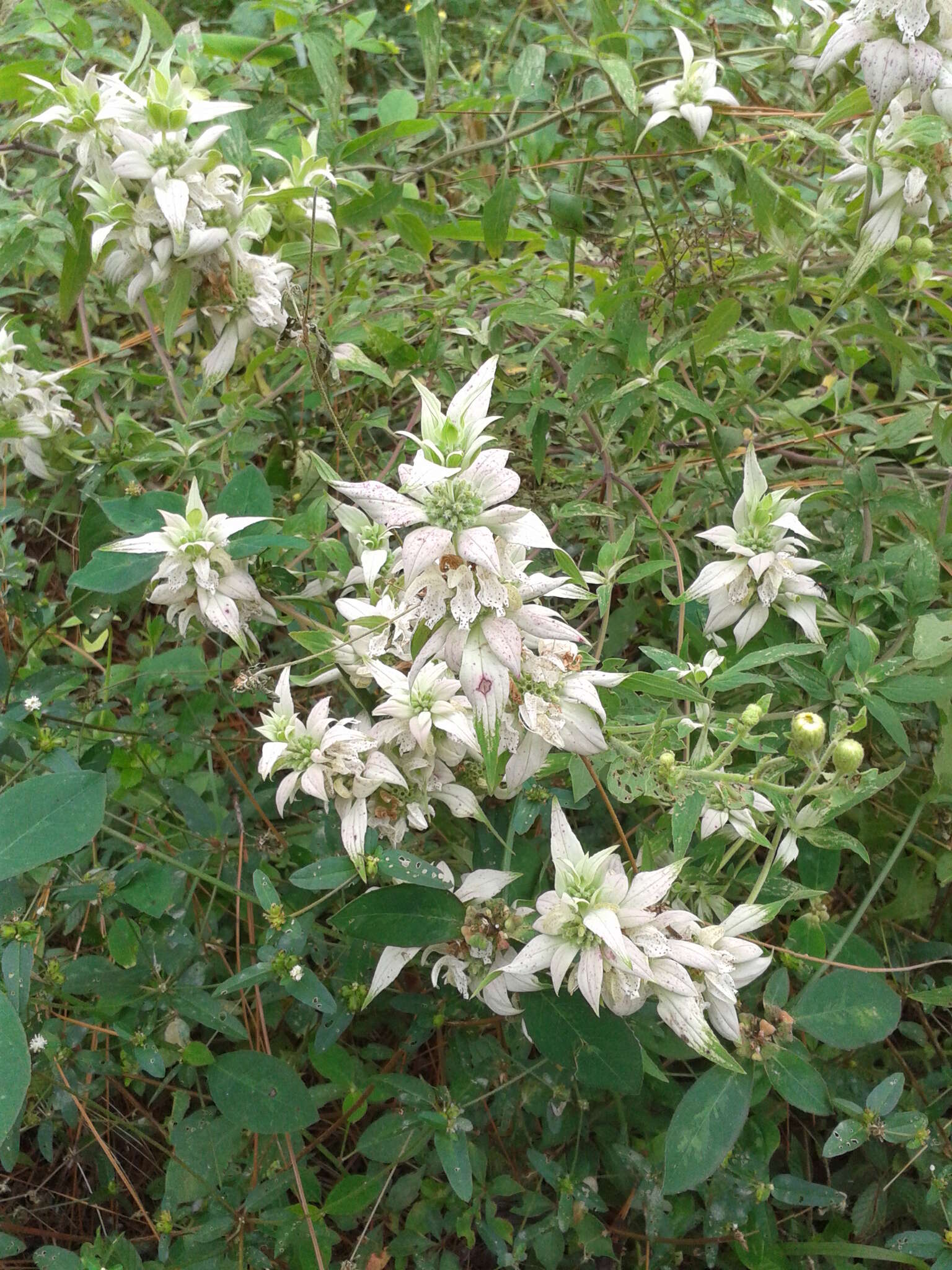 Image of spotted beebalm