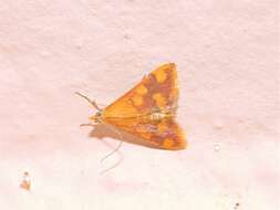 Image of Pyrausta phoenicealis Hübner 1818