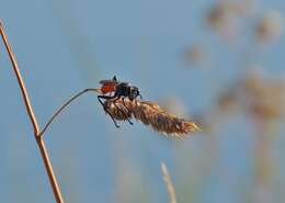 Sivun Prionyx canadensis (Provancher 1887) kuva