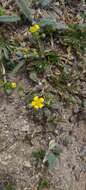 Imagem de <i>Potentilla luteosericea</i>