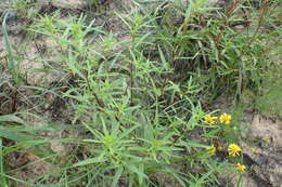 Image of narrowleaf marsh elder