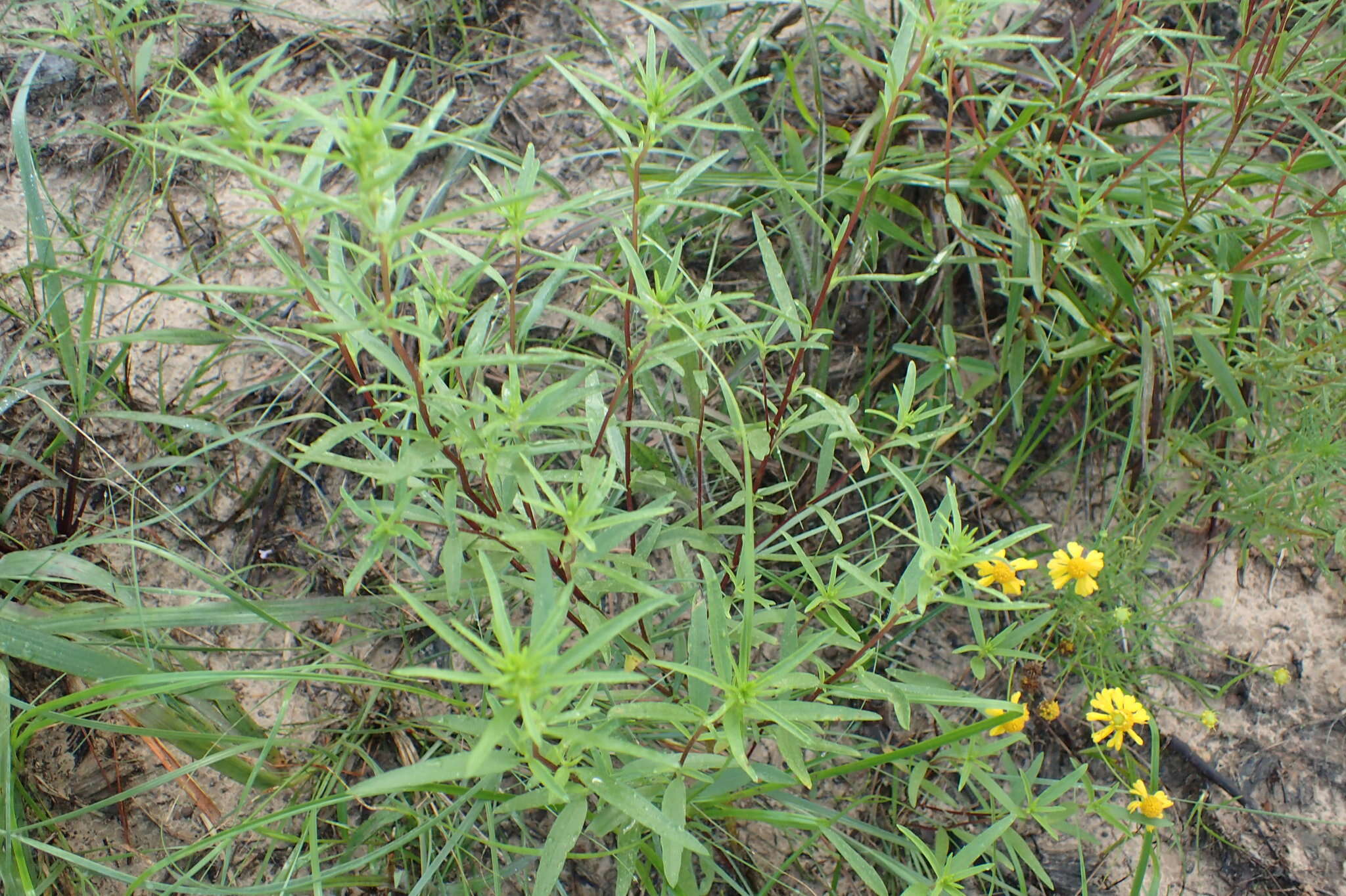 Image of narrowleaf marsh elder