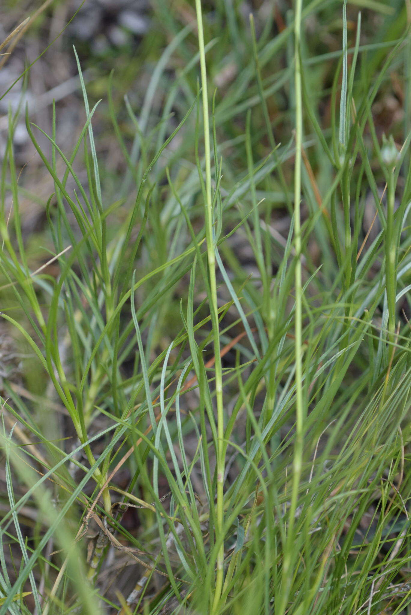 Sivun Lomelosia graminifolia (L.) W. Greuter & Burdet kuva
