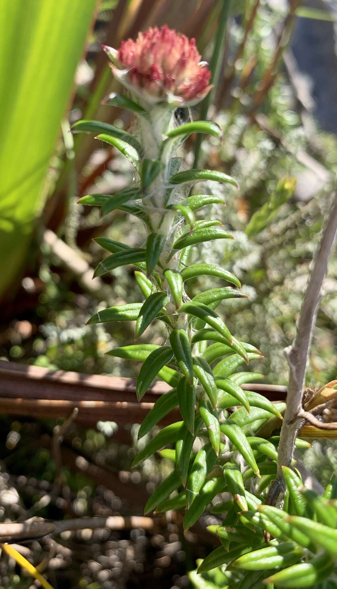 Image of Anaxeton arborescens (L.) Less.