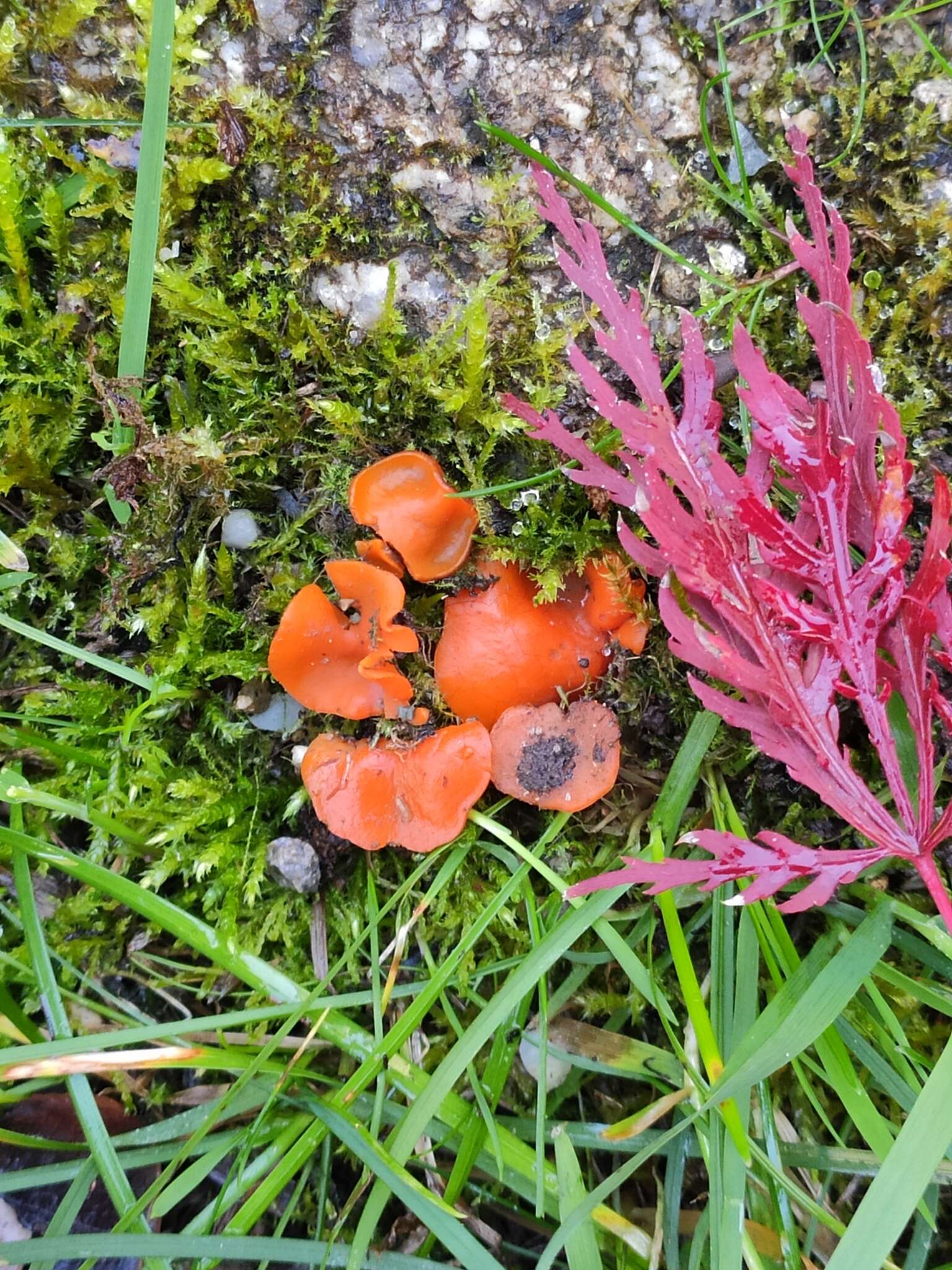 Image of Melastiza cornubiensis (Berk. & Broome) J. Moravec 1992