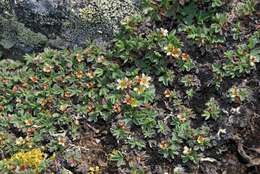 Image of Potentilla tetrandra (Bunge) Bunge ex Hook. fil.