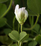 Sivun Trifolium subterraneum subsp. oxaloides Bunge ex Nyman kuva