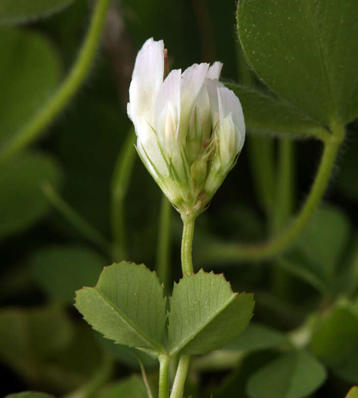 Image of Trifolium subterraneum subsp. oxaloides Bunge ex Nyman