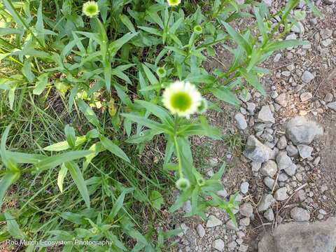 Image de Erigeron aliceae Howell