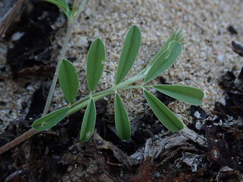 Image of ashen hoarypea