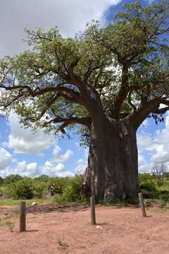 Image of African Baobab