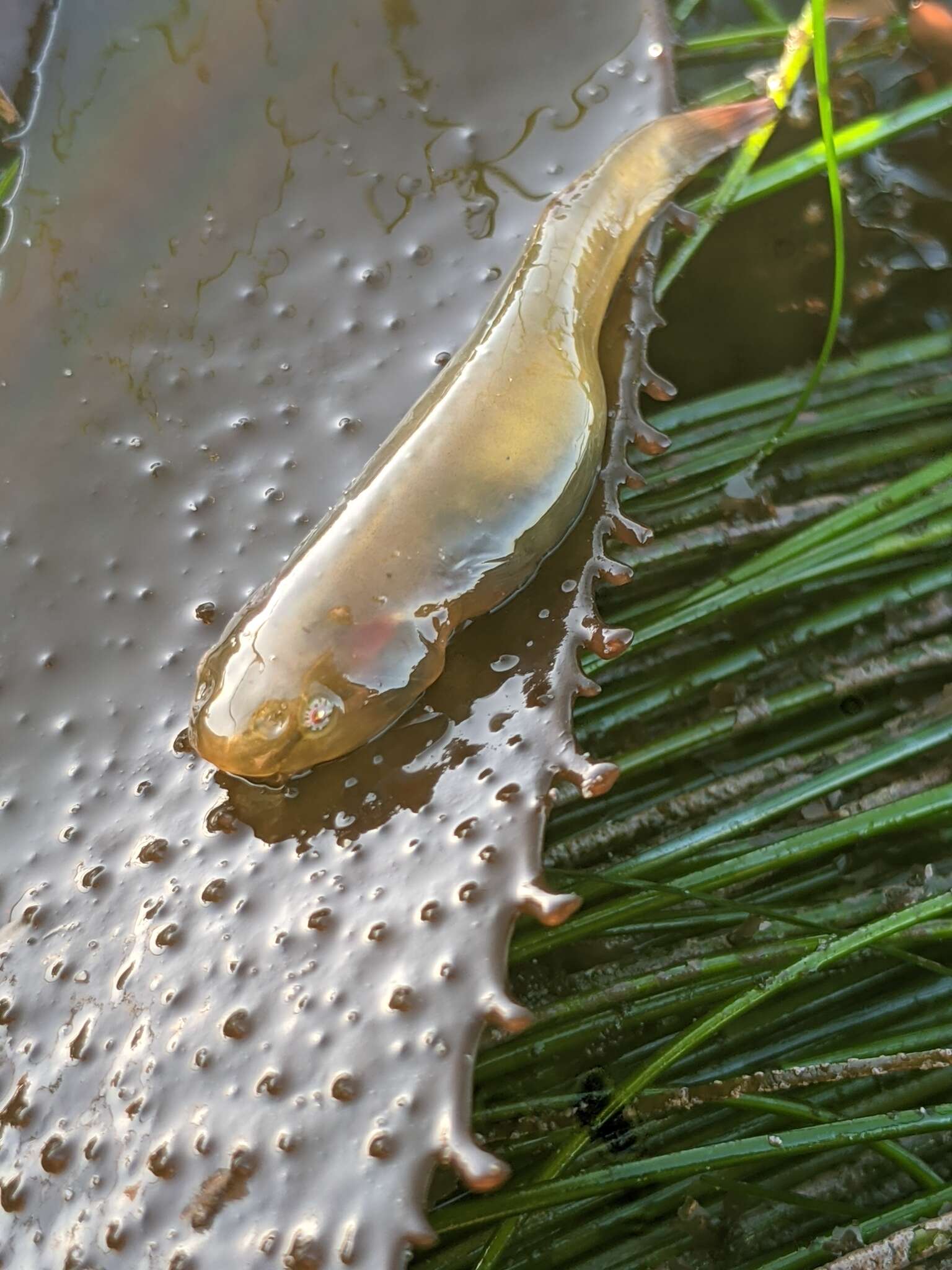 Image of Slender clingfish