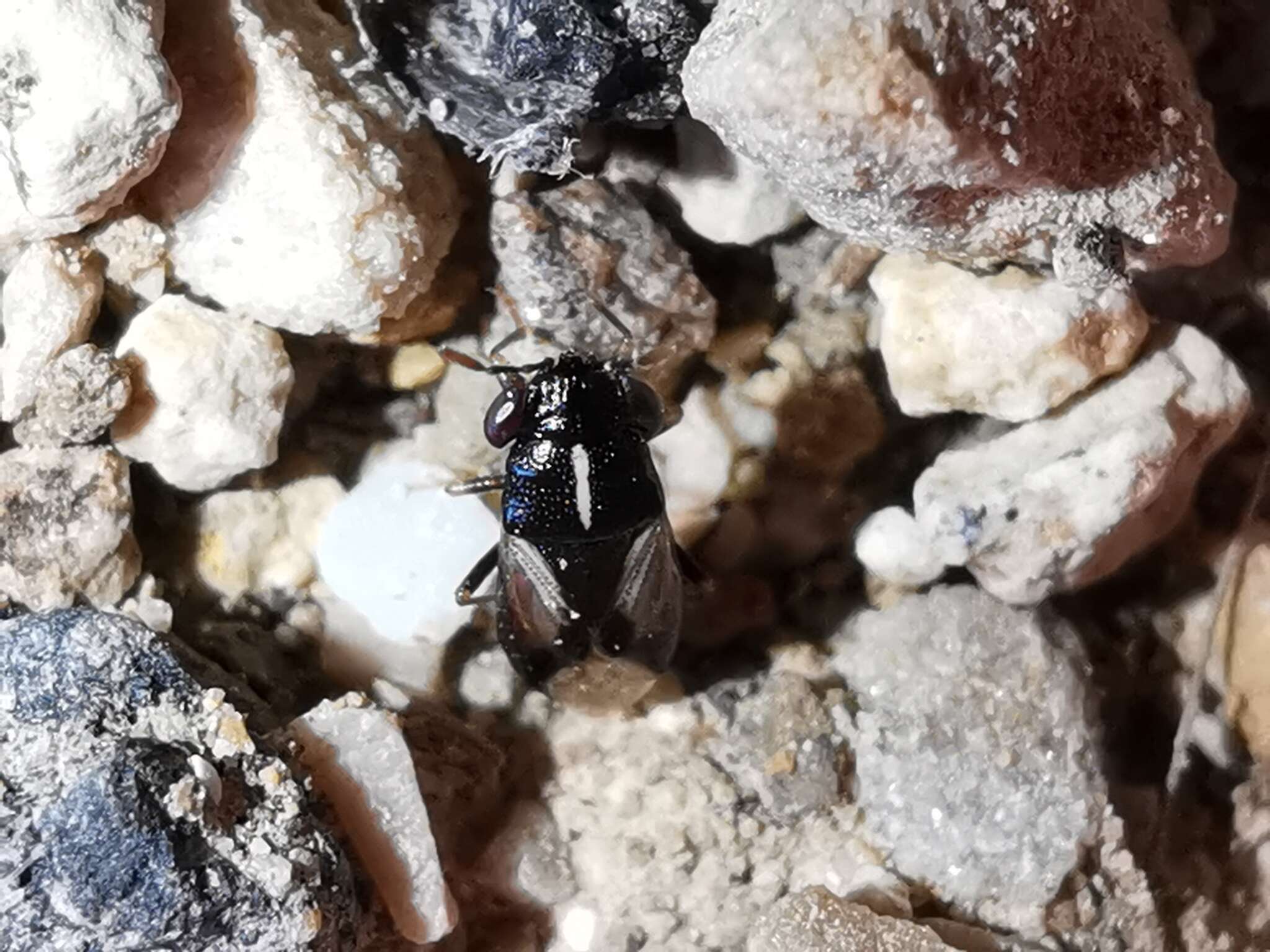 Image of Geocoris (Geocoris) lineolus (Rambur 1839)