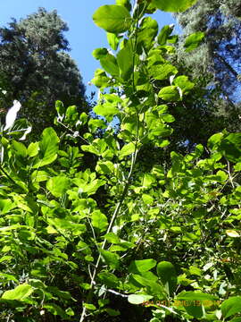 Imagem de Euonymus occidentalis subsp. parishii (Trelease) R. M. Beauchamp