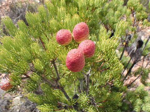 Imagem de Leucadendron nobile I. Williams