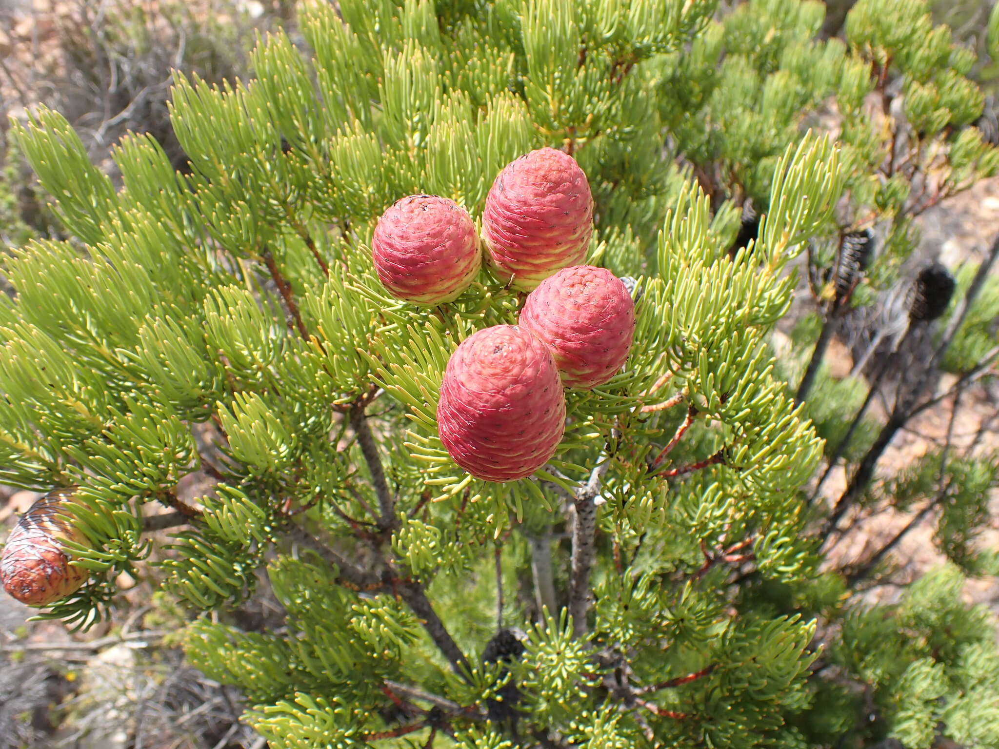 Image of Leucadendron nobile I. Williams