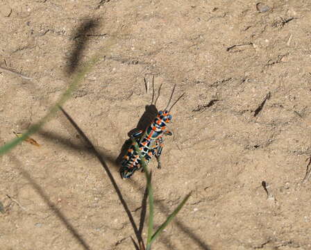 Dactylotum bicolor pictum (Thomas & C. 1870) resmi