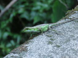 Image of Diploderma brevipes (Gressitt 1936)