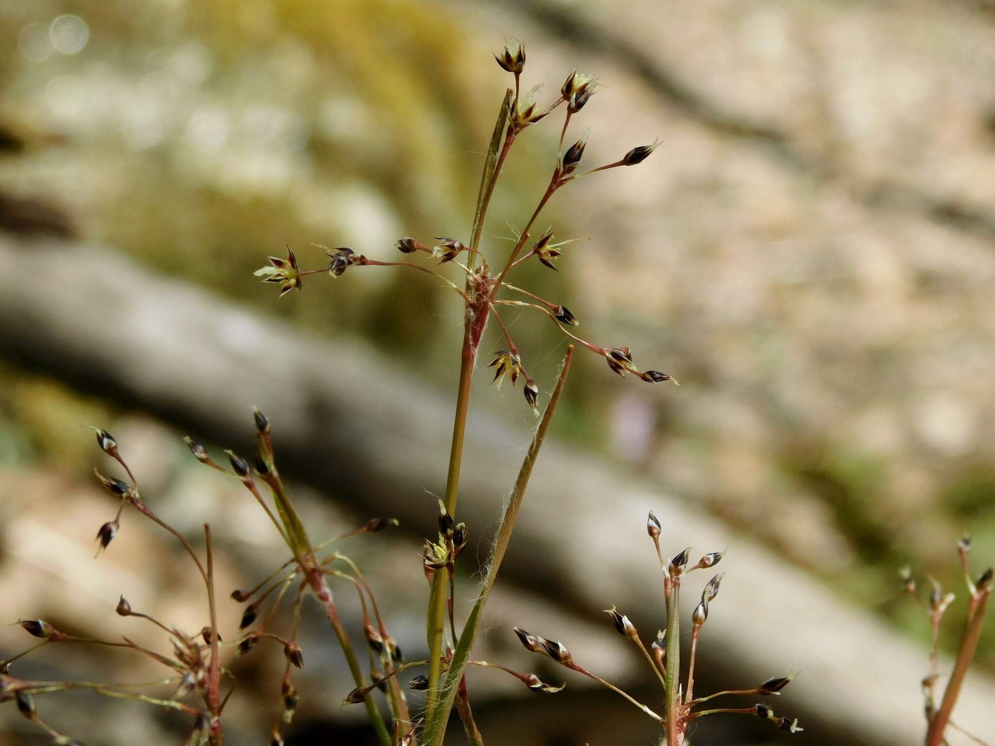 Luzula acuminata subsp. carolinae (S. Watson) Z. Kaplan resmi