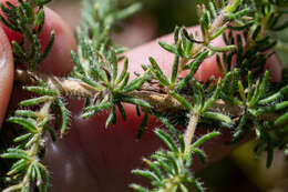 Image of Aspalathus globulosa E. Mey.