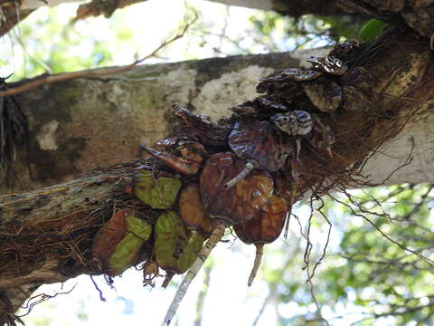 Plancia ëd Laelia rubescens Lindl.