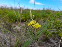 Image of Bulbine favosa (Thunb.) Schult. & Schult. fil.