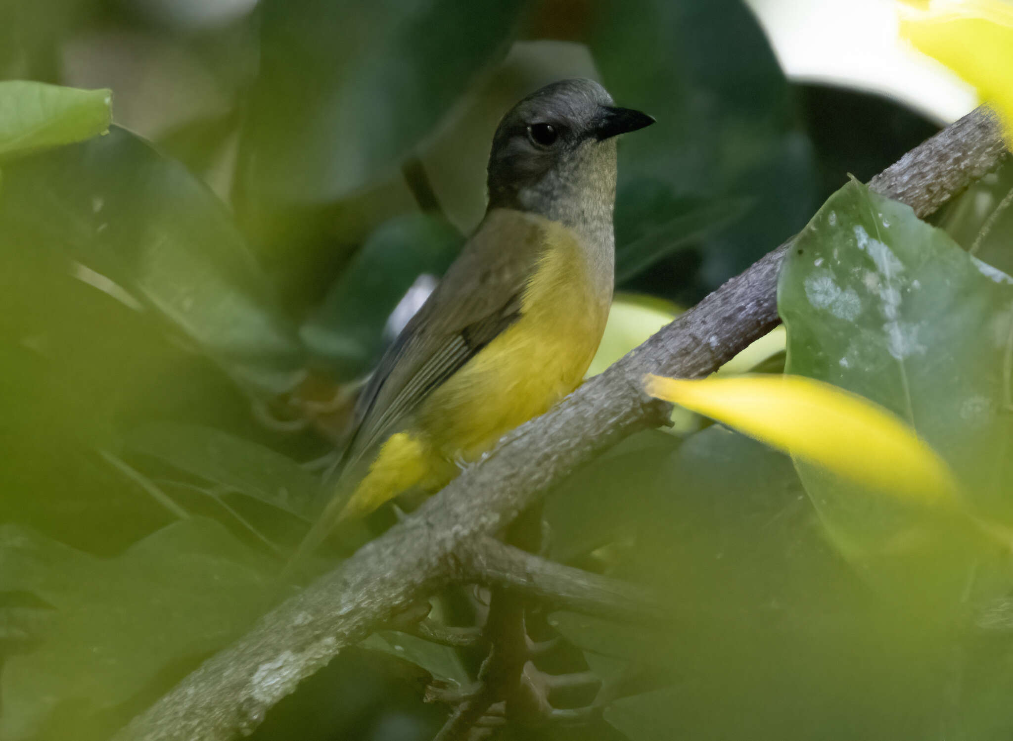 Imagem de Pachycephala mentalis Wallace 1863