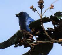 Image of Blue-and-black Tanager
