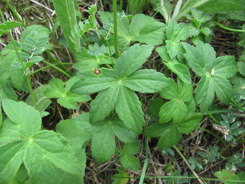 Imagem de Astrantia major subsp. biebersteinii (Fisch. & C. A. Mey.) I. Grint.