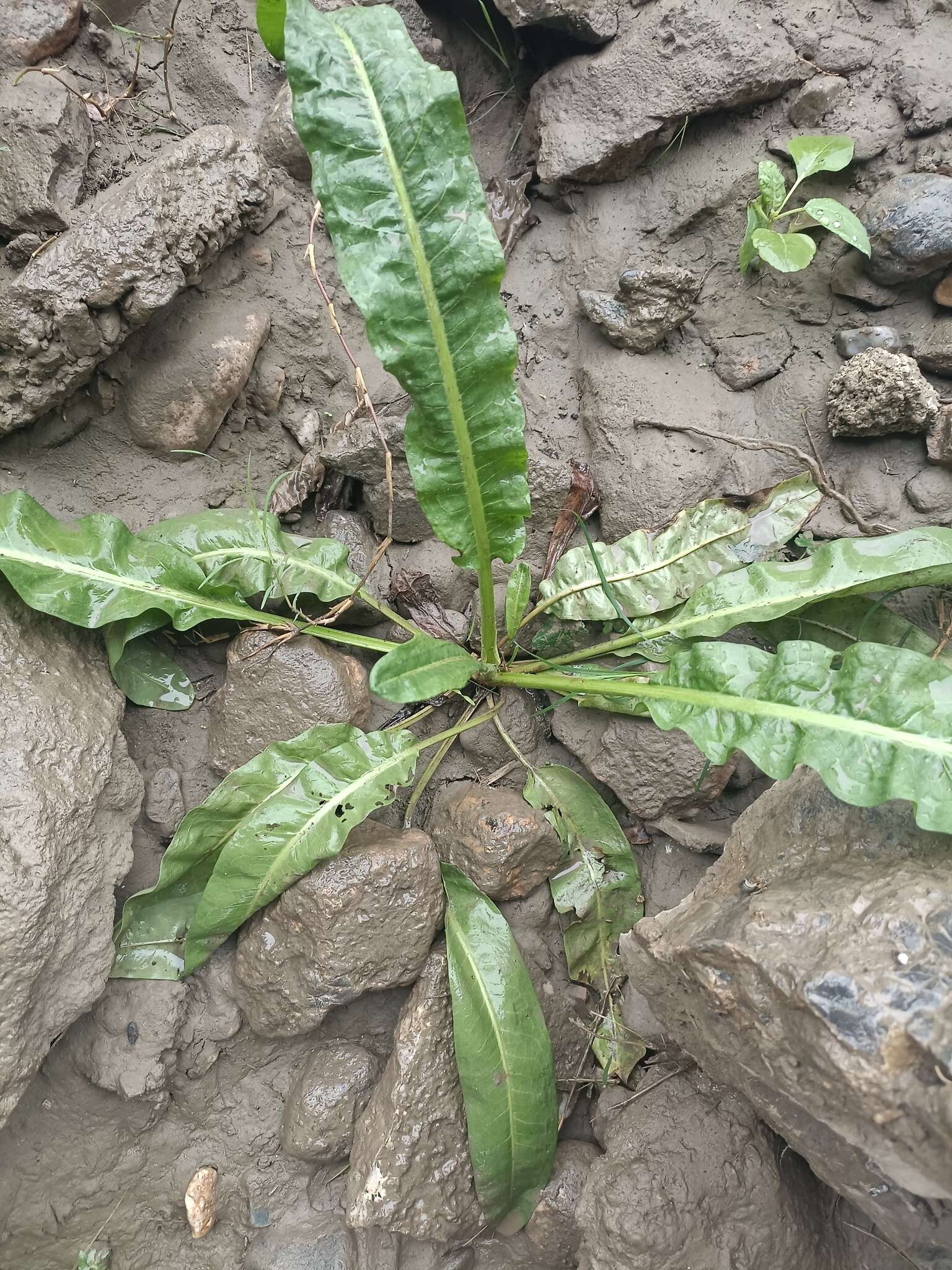 Image of Rumex pulcher subsp. woodsii (De Not.) Arcangeli