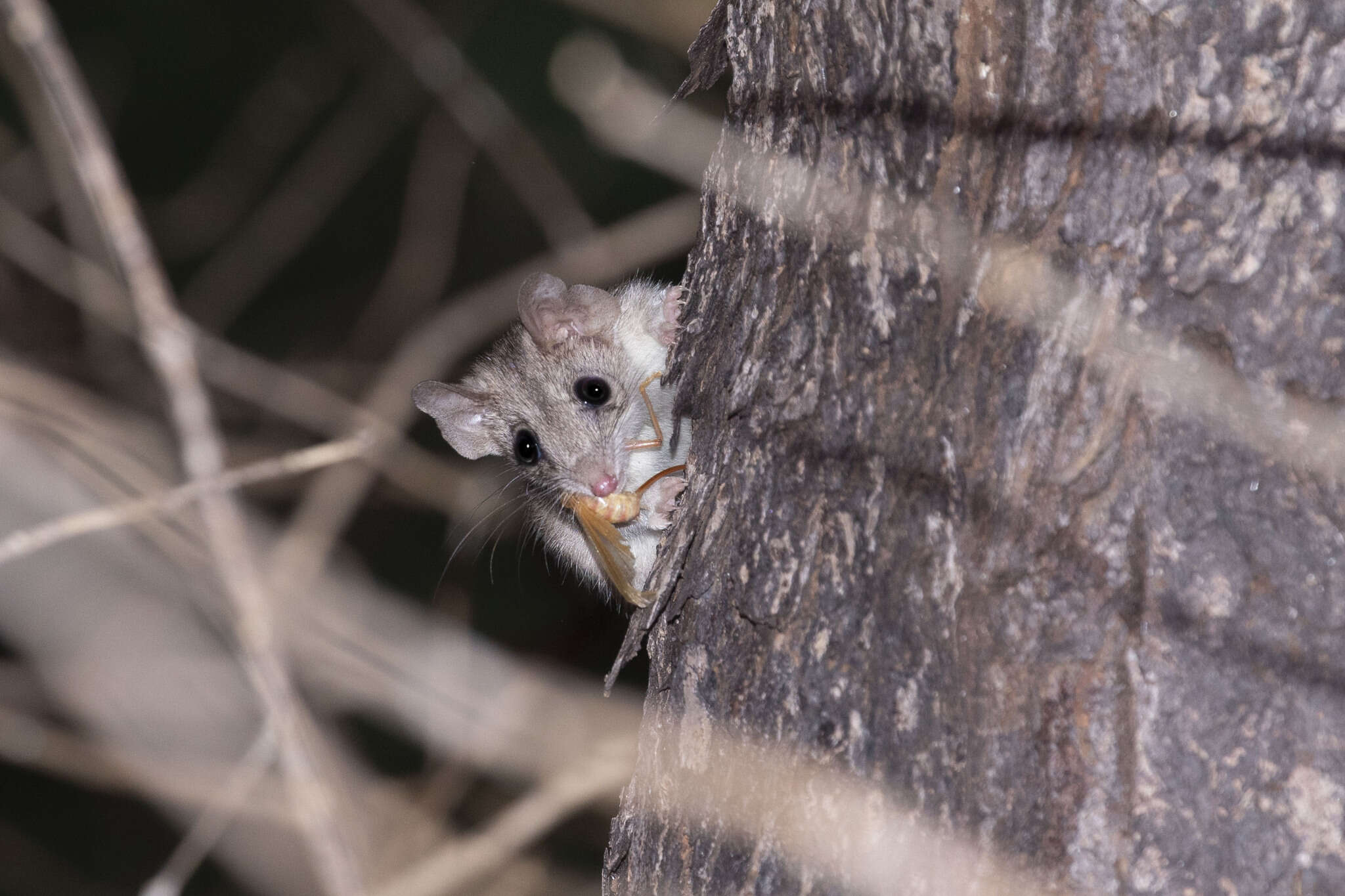 Imagem de Antechinus bellus (Thomas 1904)