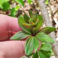 Plancia ëd Galium maximowiczii (Kom.) Pobed.