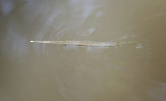 Image of Buffon's river garfish