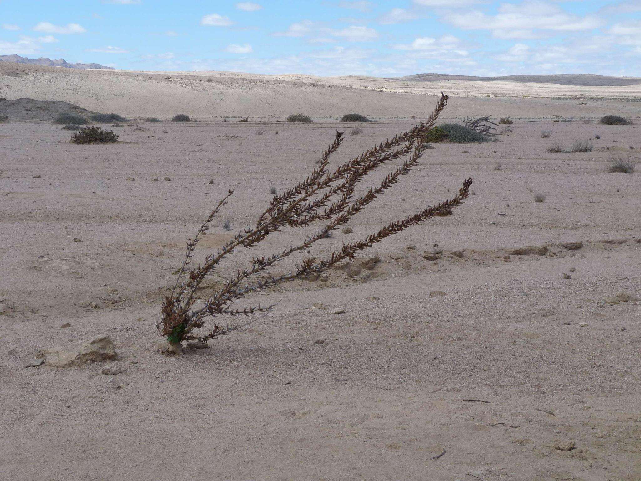 Image of Rogeria longiflora (Royen) J. Gay