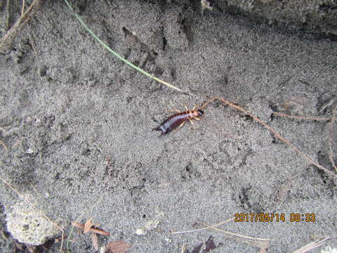 Image of seashore earwig