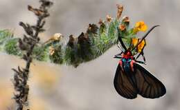 Imagem de Ctenucha brunnea Stretch 1872