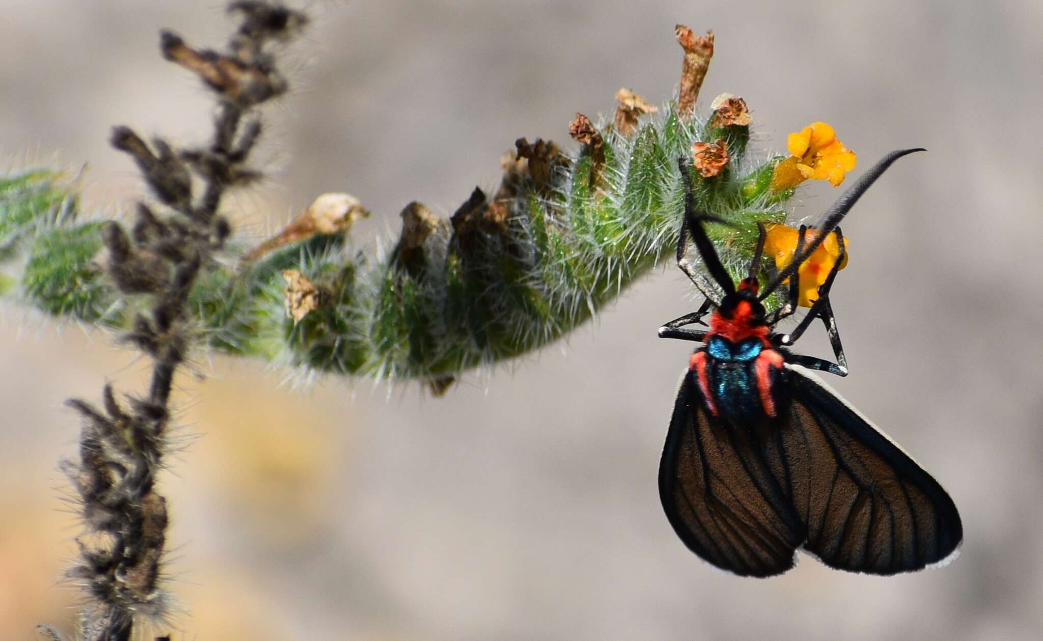 Image de Ctenucha brunnea Stretch 1872