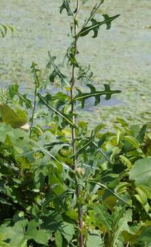 Image of prickly lettuce