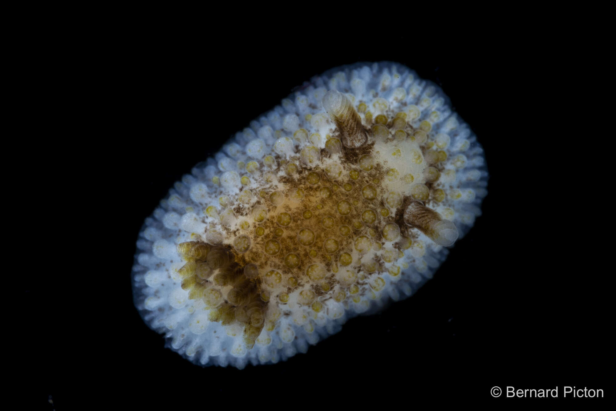 Image of barnacle-eating onchidoris