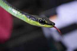 Image of Beautiful Bronzeback Tree Snake